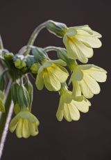 Hohe Primel Edertal Verm